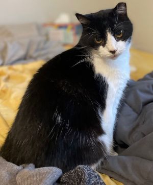 Liam, Adult Male Domestic Short Hair