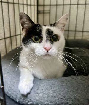 Milkshake, Young Female Domestic Short Hair
