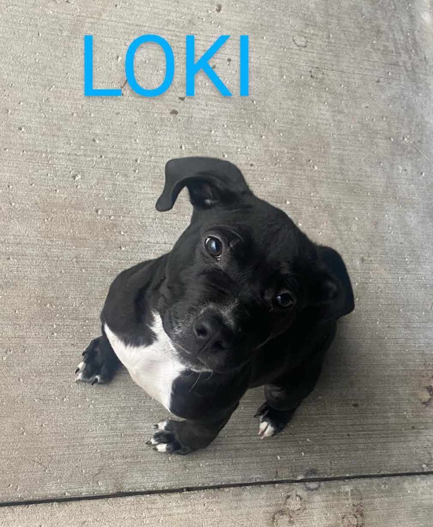 Loki