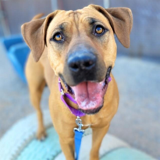 WINNIE, an adoptable Labrador Retriever, Bloodhound in Tucson, AZ, 85745 | Photo Image 1