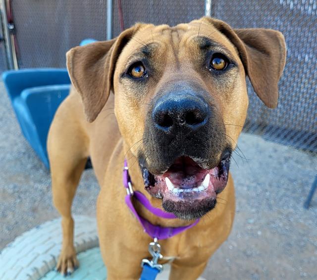 WINNIE, an adoptable Labrador Retriever, Bloodhound in Tucson, AZ, 85745 | Photo Image 1