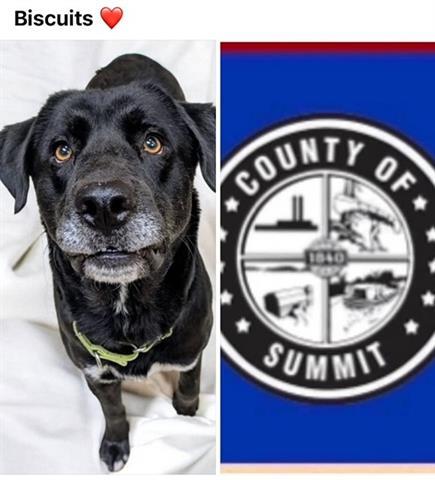 Dog For Adoption - Biscuits, A Labrador Retriever In Akron, Oh 