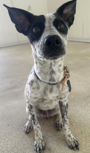 Dog For Adoption - Hershey, An Australian Cattle Dog   Blue Heeler 