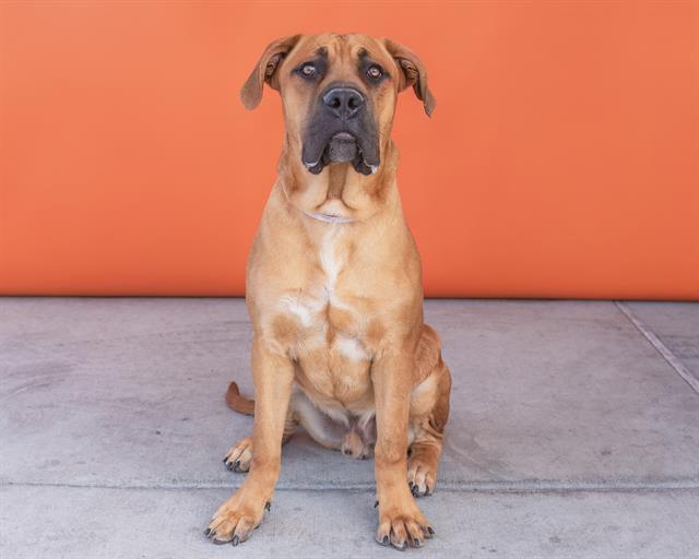 OSITO, an adoptable Bullmastiff, Golden Retriever in Baldwin Park, CA, 91706 | Photo Image 1