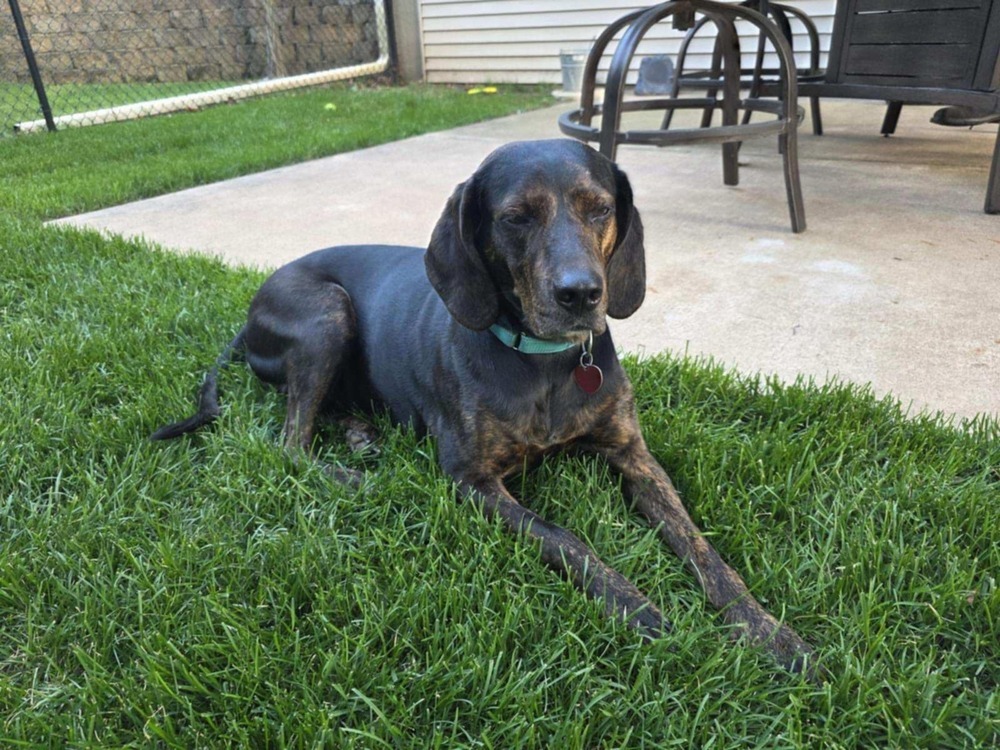 Turbo, an adoptable Hound in Wausau, WI, 54401 | Photo Image 1