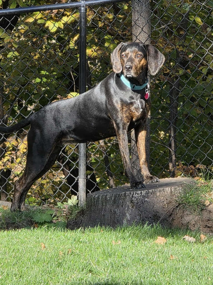 Turbo, an adoptable Hound in Wausau, WI, 54401 | Photo Image 1