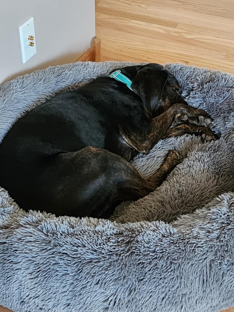 Turbo, an adoptable Hound in Wausau, WI, 54401 | Photo Image 2