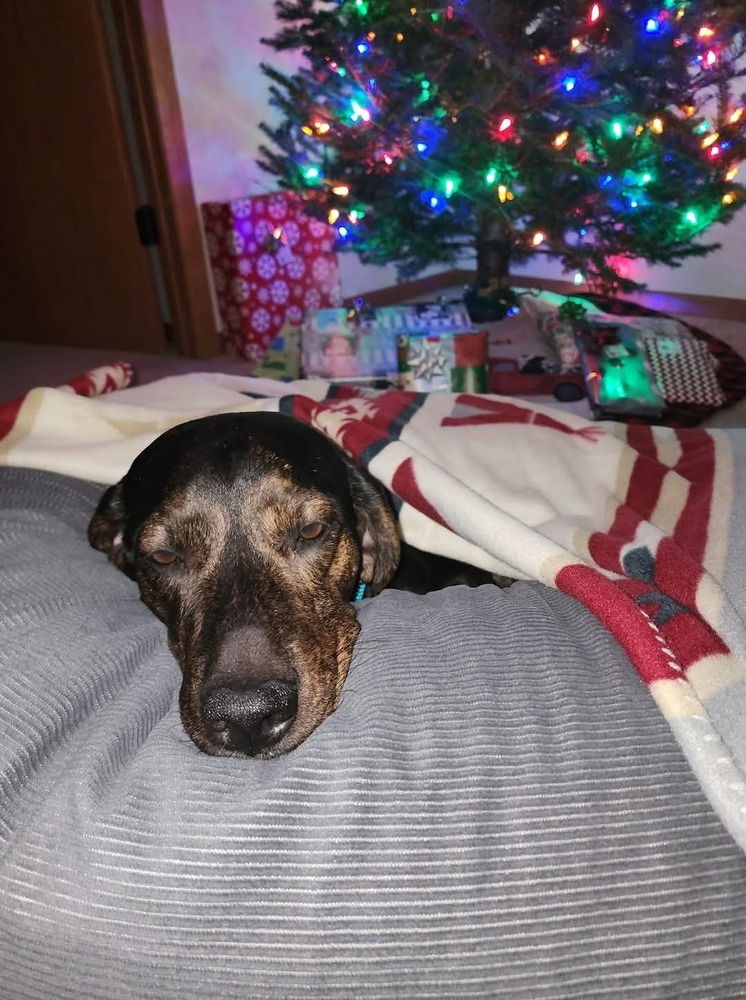 Turbo, an adoptable Hound in Wausau, WI, 54401 | Photo Image 3