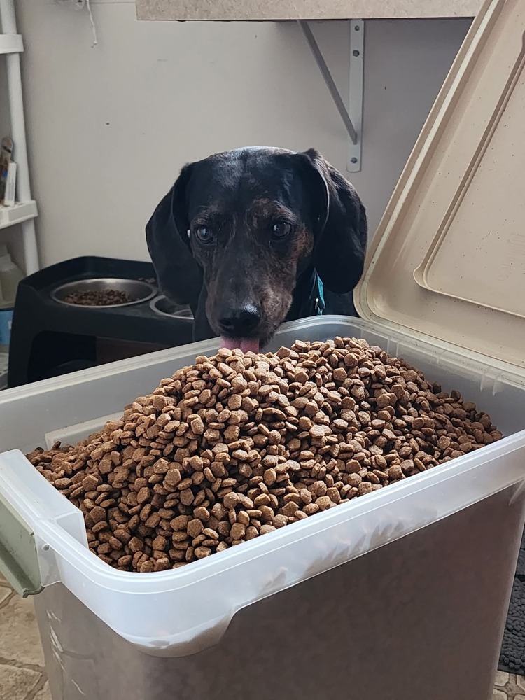 Turbo, an adoptable Hound in Wausau, WI, 54401 | Photo Image 3