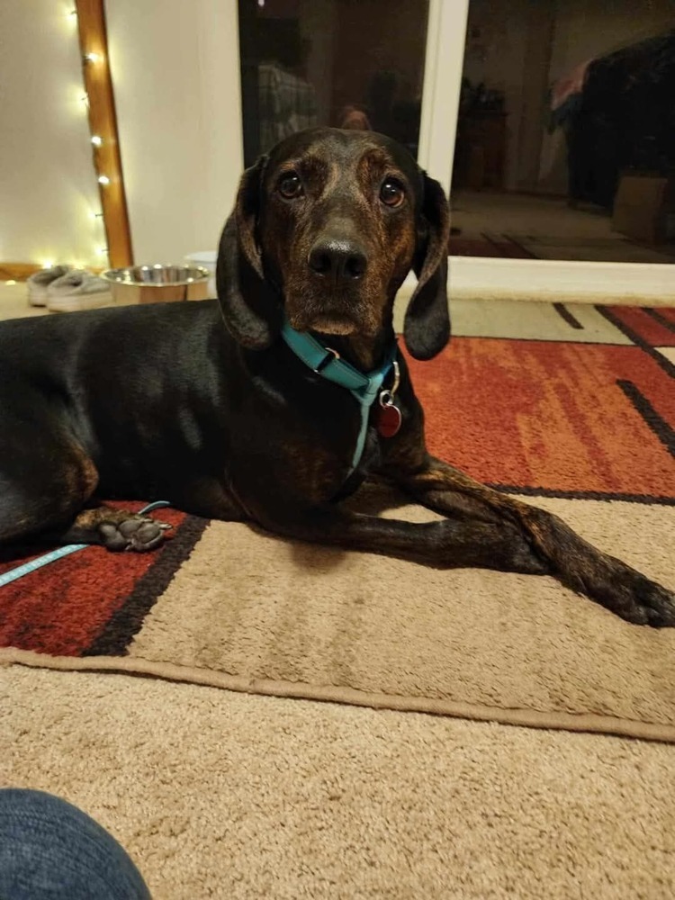 Turbo, an adoptable Hound in Wausau, WI, 54401 | Photo Image 5