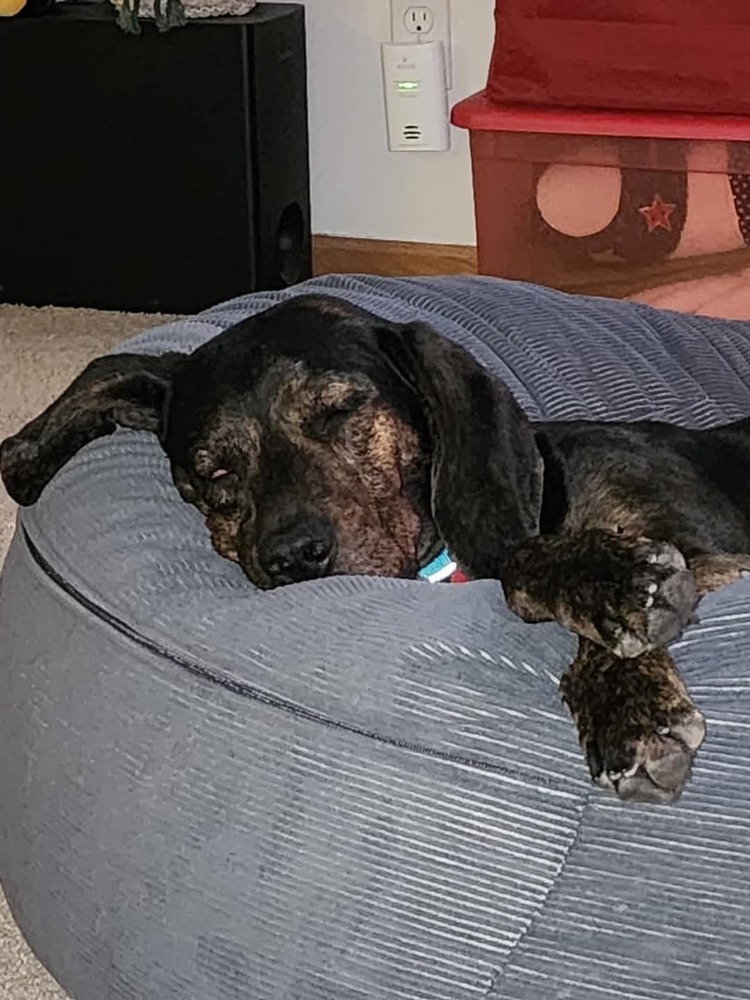 Turbo, an adoptable Hound in Wausau, WI, 54401 | Photo Image 6