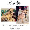 Sweetie photo 1