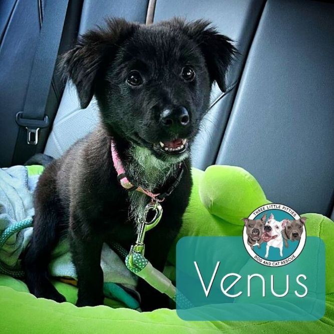 Venus the Perfect Puppy