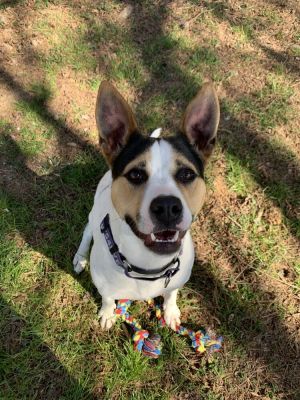 Jillian, Adult Female Mixed Breed
