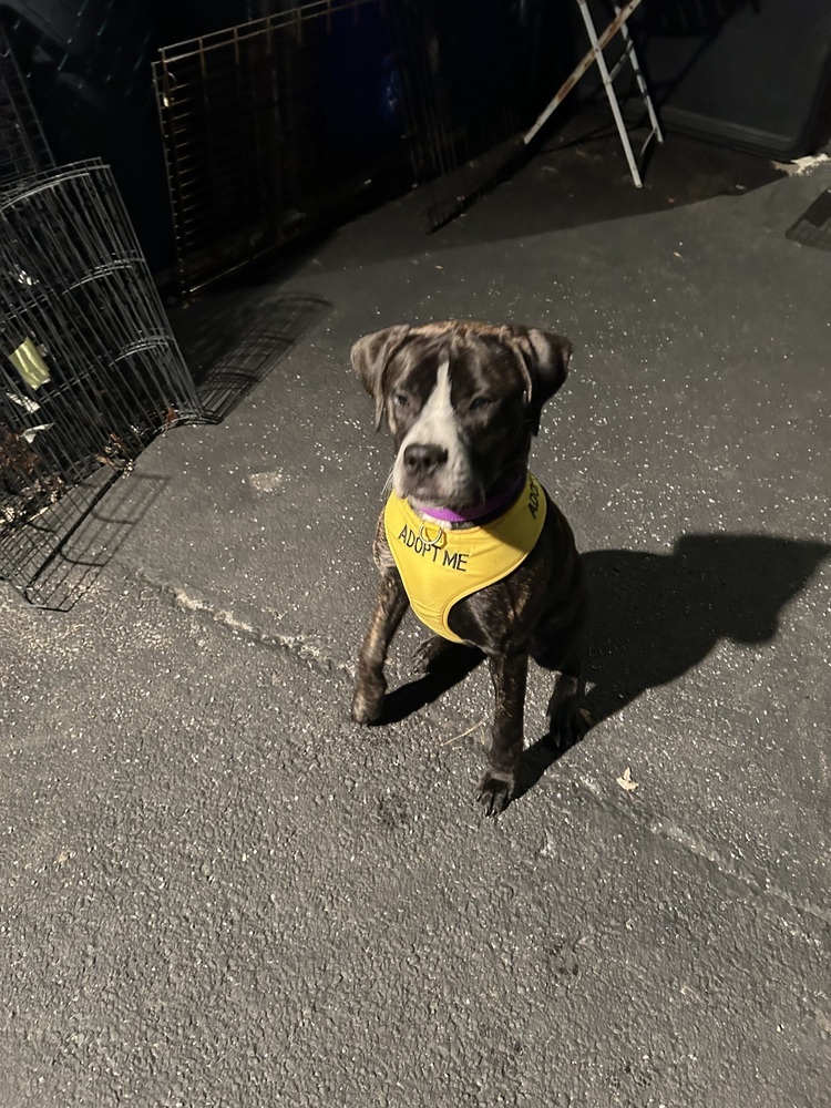 Rebel, an adoptable Bullmastiff in Scranton, PA, 18509 | Photo Image 4