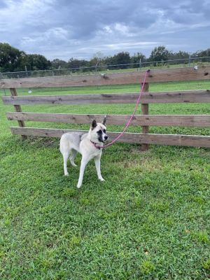 Aida, Adult Female Siberian Husky