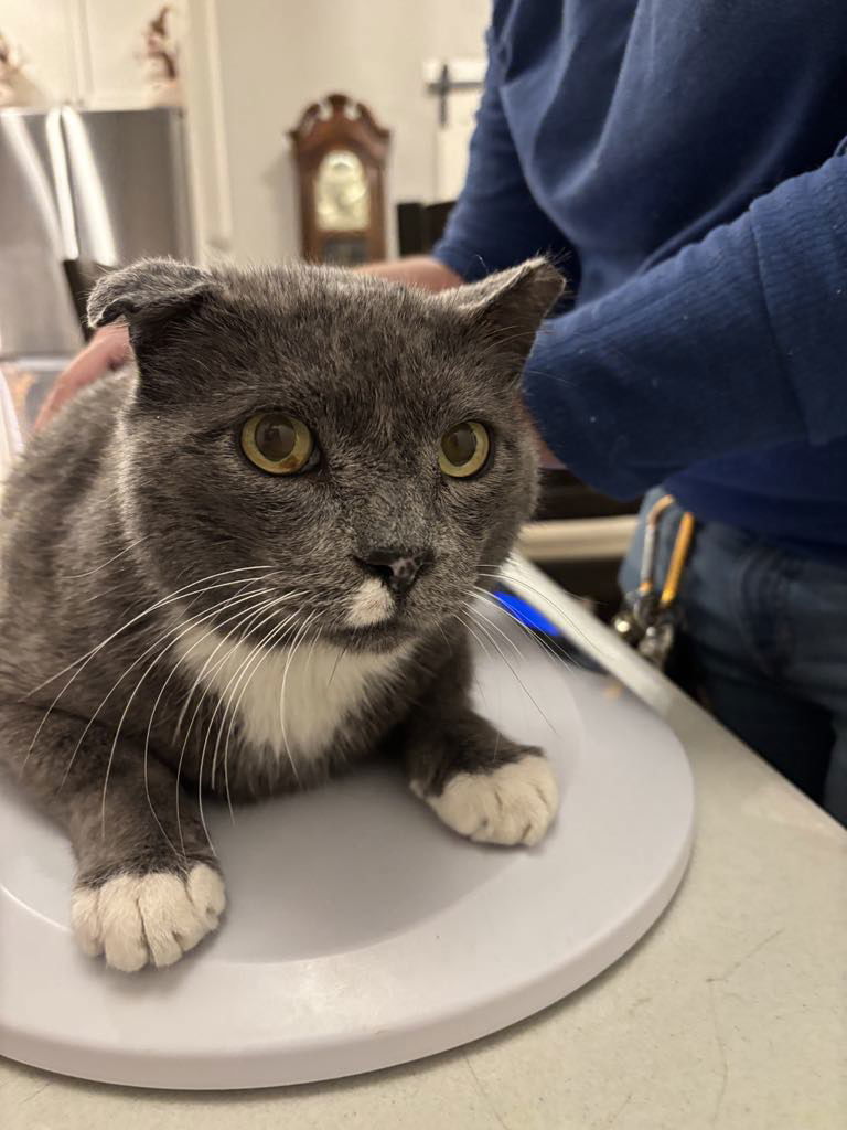 Elvis Purrsley