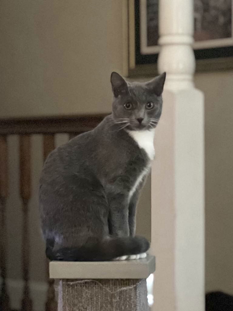 Mr. Darcy