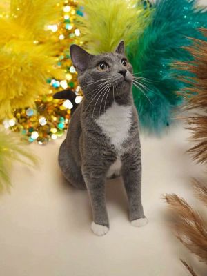 Mr. Darcy, Young Male Domestic Short Hair