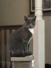 Mr. Darcy photo 3