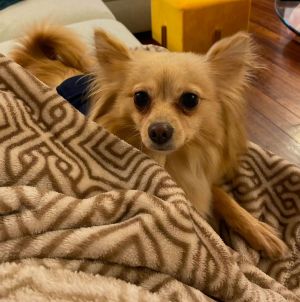 Youll love Lyla Healthy spayed female 2 yr old Pomeranianpapillon mix 9 lbs Friendly happy de