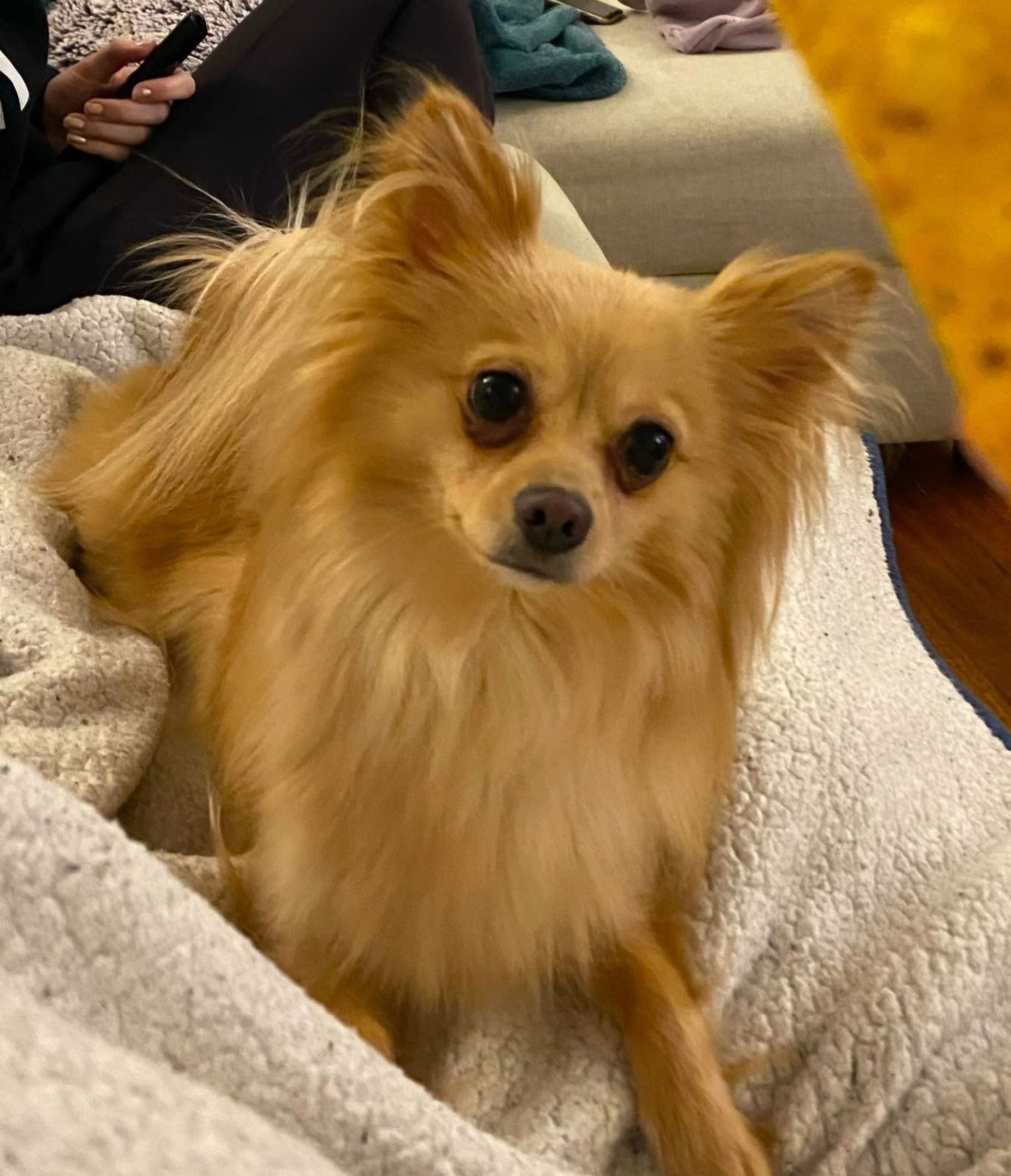 Lyla, an adoptable Pomeranian, Papillon in Los Angeles, CA, 90069 | Photo Image 2