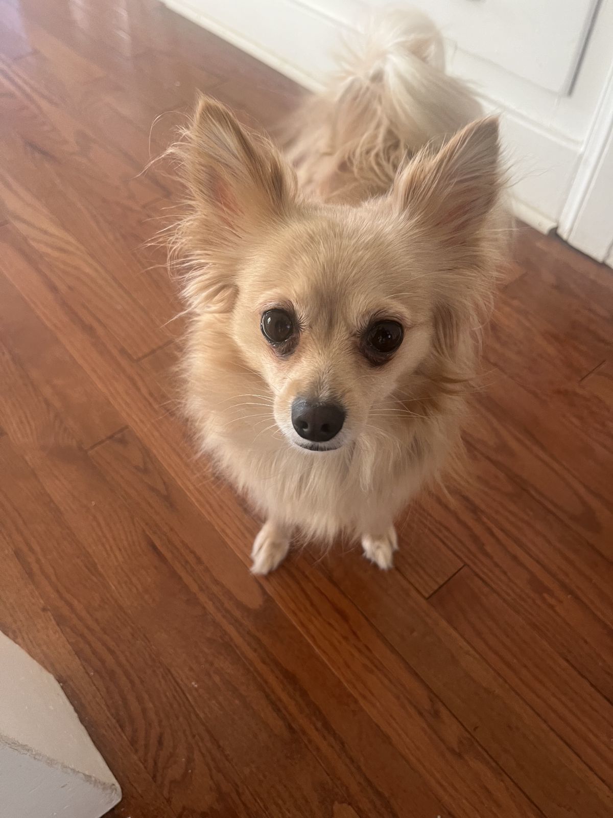 Lyla, an adoptable Pomeranian, Papillon in Los Angeles, CA, 90069 | Photo Image 3