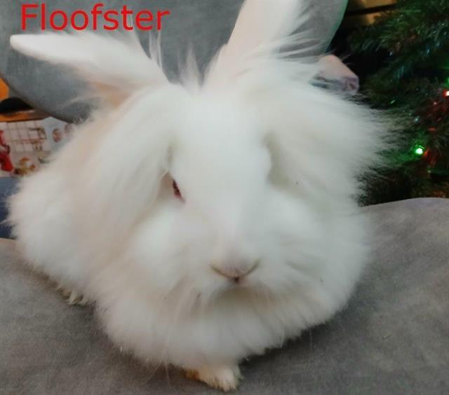 FLOOFSTER