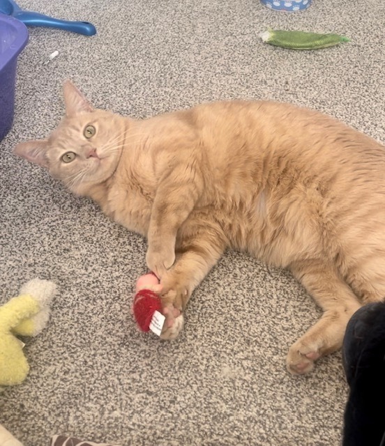 Taco, an adoptable Domestic Short Hair in Calgary, AB, T3S 0C5 | Photo Image 2