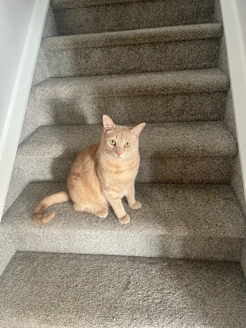 Taco, an adoptable Domestic Short Hair in Calgary, AB, T3S 0C5 | Photo Image 3
