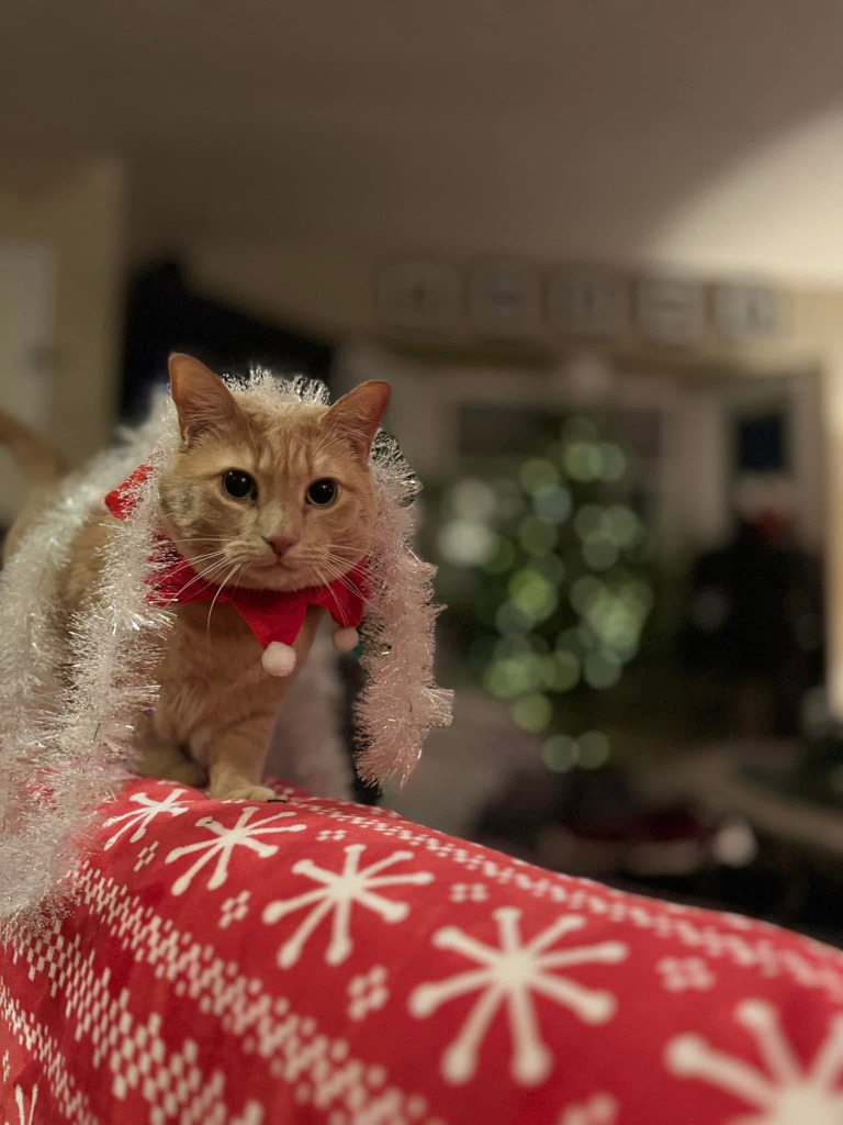 Taco, an adoptable Domestic Short Hair in Calgary, AB, T3S 0C5 | Photo Image 5