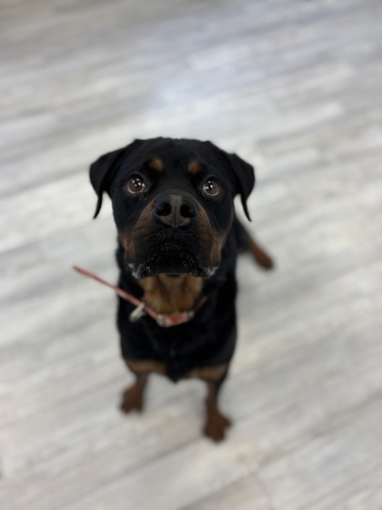 Oso Bear