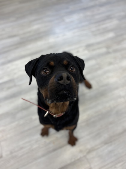 Oso Bear