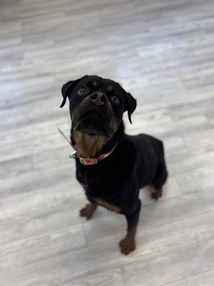 Oso Bear