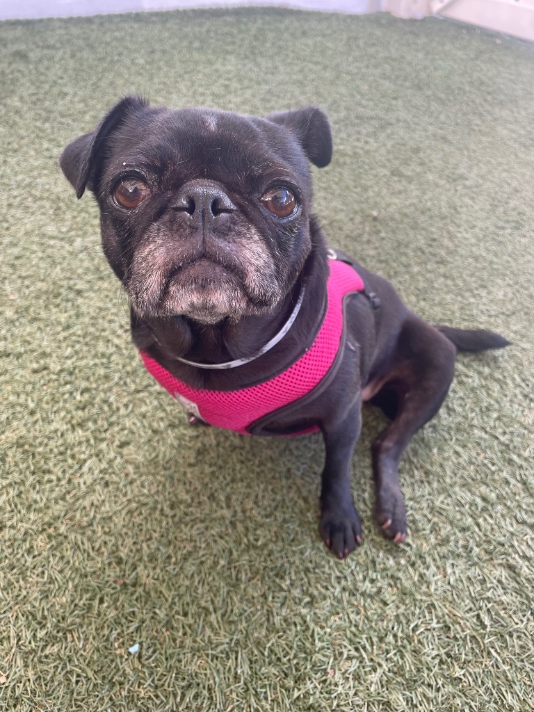 Puggy Pie *special needs*