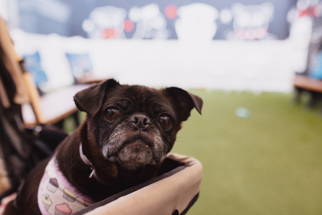 Puggy Pie *special needs*