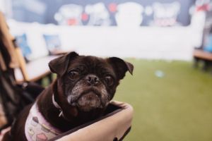 Puggy Pie has been through a lot but youd never know it after spending just a few minutes with her