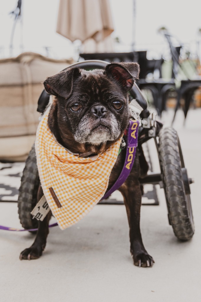 Puggy Pie *special needs*