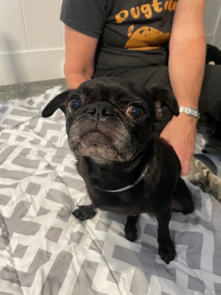 Puggy Pie *special needs*