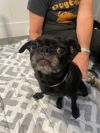 Puggy Pie *special needs* photo 2
