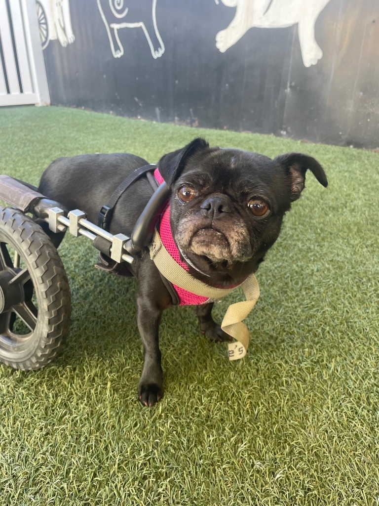Puggy Pie *special needs*