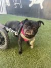 Puggy Pie *special needs* photo 3