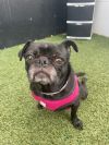 Puggy Pie *special needs* photo 4