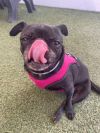 Puggy Pie *special needs* photo 5