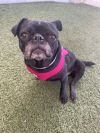 Puggy Pie *special needs* photo 6