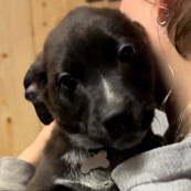 Zoey