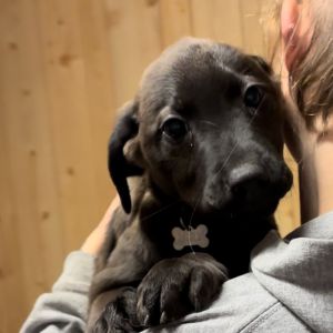 Zane, Young Male Mixed Breed