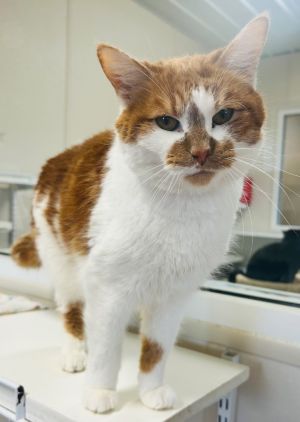 Twinkie, Adult Male Domestic Short Hair