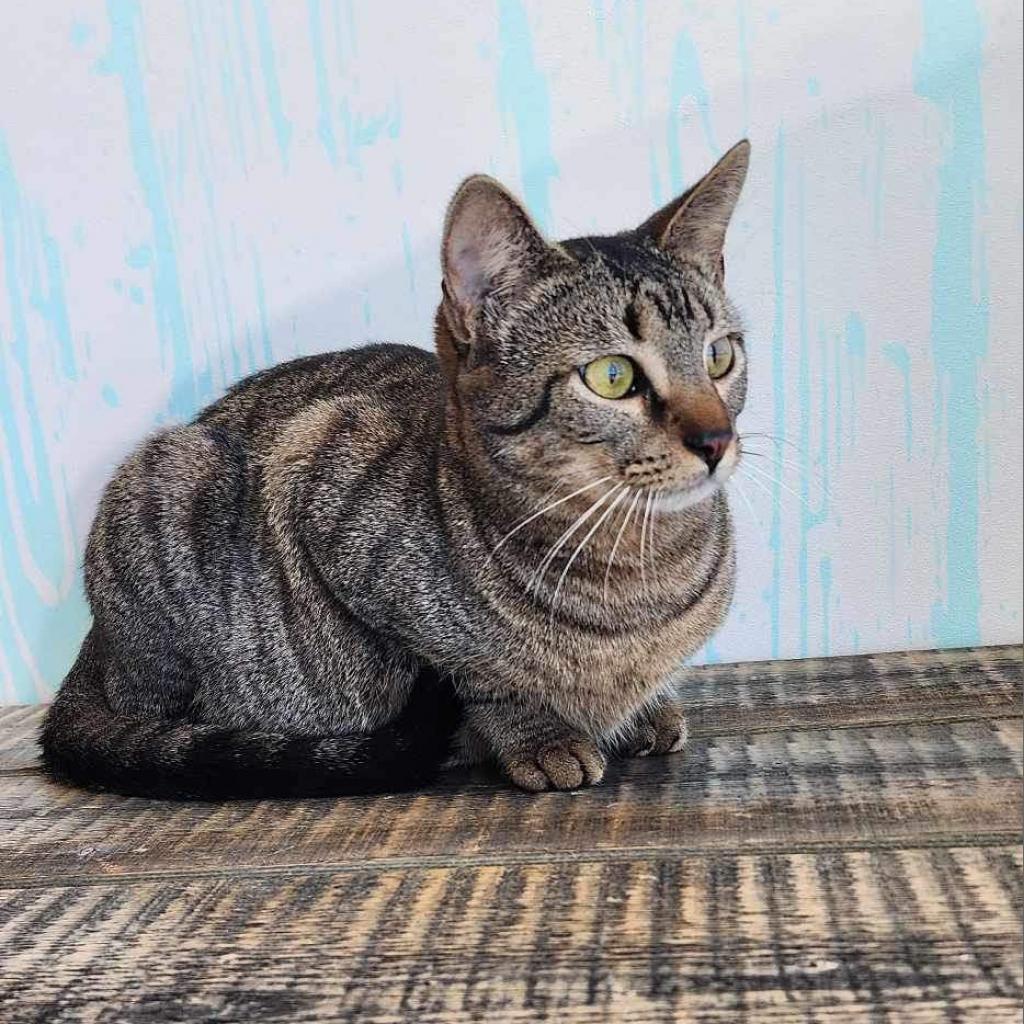 Jingle, an adoptable Domestic Short Hair in Leander, TX, 78641 | Photo Image 1