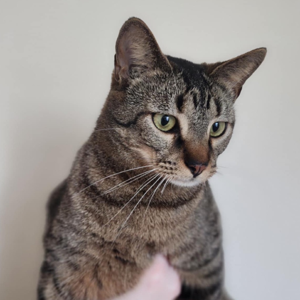Jingle, an adoptable Domestic Short Hair in Leander, TX, 78641 | Photo Image 1